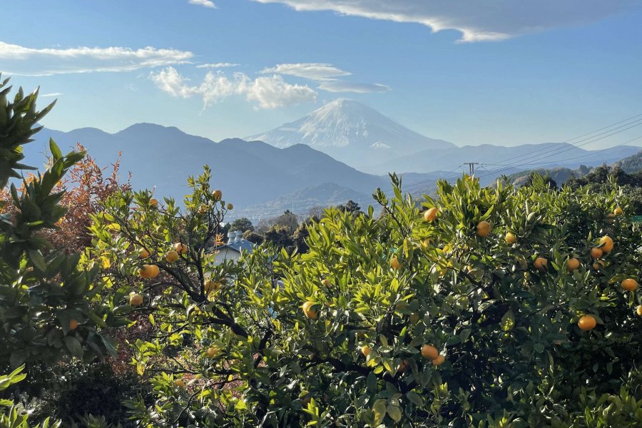 見晴らし最高のみかん狩りと”ポッポ鉄道”ミニ列車で松田山満喫プラン